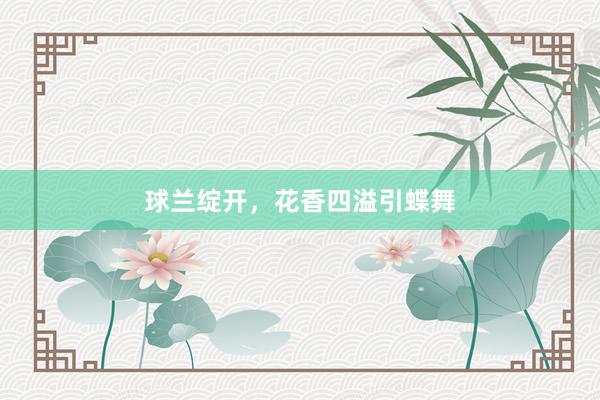 球兰绽开，花香四溢引蝶舞